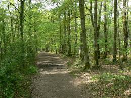 sortie Petite course en foret à Ifs