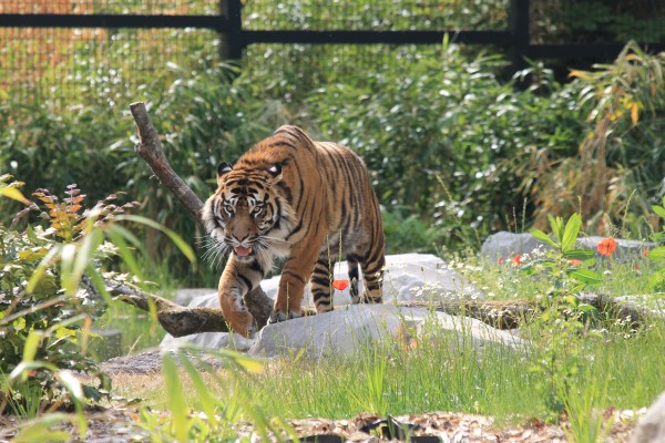 sortie 🐅🐒 Soirée d'été au Zoo d'Amiens  à Amiens